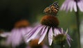 Insects fertilizing the plants Royalty Free Stock Photo