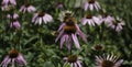 Insects fertilizing the plants Royalty Free Stock Photo