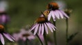 Insects fertilizing the plants Royalty Free Stock Photo