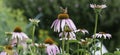 Insects fertilizing the plants Royalty Free Stock Photo