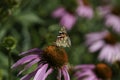 Insects fertilizing the plants Royalty Free Stock Photo