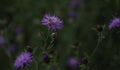 Insects fertilizing the plants Royalty Free Stock Photo