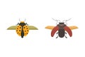 Insects flat style vector design icons. Collection nature beetle and zoology cartoon illustration. Bug icon wildlife