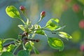 Insects on flowers and grass. In a park or garden. Forest microcosm. Royalty Free Stock Photo