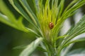 Insects on flowers and grass. In a park or garden. Forest microcosm. Royalty Free Stock Photo