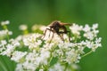 Insects on flowers and grass. In a park or garden. Forest microcosm. Royalty Free Stock Photo