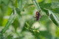 Insects on flowers and grass. In a park or garden. Forest microcosm. Royalty Free Stock Photo