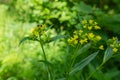 Insects on flowers and grass. In a park or garden. Forest microcosm. Royalty Free Stock Photo