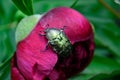 Insects and flowers.peony garden, bronze beetle