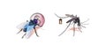 Insects. Fly with a coin. Mosquito with a flashlight. Humorous illustration Royalty Free Stock Photo