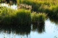 Insects fly over a bog