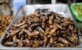 Insects food at Cambodia Royalty Free Stock Photo