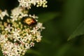 Insects forest green grass flowers Royalty Free Stock Photo