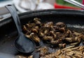 Insects fried in a pan