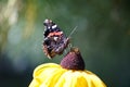 Insects in the garden. Close-up. Butterfly on a rudbeckia flower.