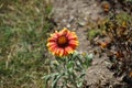 A bee flies over a red-yellow Gaillardia flower in June. Berlin, Germany Royalty Free Stock Photo