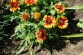 Bees fly over the red-yellow Gailardia flowers in June. Berlin, Germany Royalty Free Stock Photo