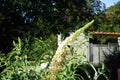 The bumblebee Bombus terrestris sits on white flowers of Buddleja davidii \'White Profusion\' in July. Royalty Free Stock Photo