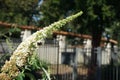 The bumblebee Bombus terrestris sits on white flowers of Buddleja davidii \'White Profusion\' in July. Royalty Free Stock Photo