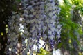 Bumblebee on flowers of Wisteria spp. in May. Berlin, Germany