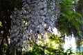 Bumblebee on flowers of Wisteria spp. in May. Berlin, Germany