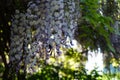 Bumblebee on flowers of Wisteria spp. in May. Berlin, Germany