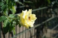 A European honey bee collects nectar from the flowers of climbing rose, Rosa \'Morgensonne 88\', in July. Royalty Free Stock Photo