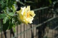 A European honey bee collects nectar from the flowers of climbing rose, Rosa \'Morgensonne 88\', in July. Royalty Free Stock Photo