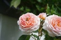 A European honey bee is found on the English rose \