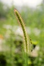 Insects on green bristle grass Royalty Free Stock Photo