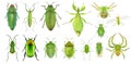 Insects green collection