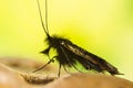 Insects - Green Longhorn Moth, Adela reaumurella