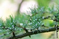 Green spruce gall aphid (Sacchiphantes viridis, Sacchiphantes abietis viridis) on the needles of larch tree Royalty Free Stock Photo