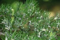 Green spruce gall aphid (Sacchiphantes viridis, Sacchiphantes abietis viridis) on the needles of larch tree Royalty Free Stock Photo