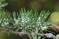 Green spruce gall aphid (Sacchiphantes viridis, Sacchiphantes abietis viridis) on the needles of larch tree Royalty Free Stock Photo