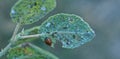 aphids, ants, larva of Scymninae and a ladybug on the underside of a plum leaf Royalty Free Stock Photo