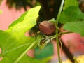 Stink bug sitting on blurs creeping branches. Royalty Free Stock Photo