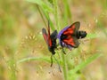Two insects with red-black wings sit on the grass