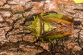 Insects - Hawthorn Shieldbug, Acanthosoma haemorrhoidale Royalty Free Stock Photo