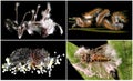 Microbial Control of Insects