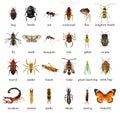 Insects isolated on a white background Royalty Free Stock Photo