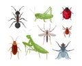 Insects. A large set with insects such as an ant, a grasshopper, a ladybug and a mosquito, a cockroach tick and also a Royalty Free Stock Photo
