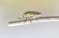 a bug on a twig