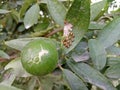 Insects and lemon beautiful natural beauty