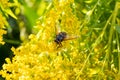 Insects like the bee fly, a bee and a holly blue butterfly on the flowers of the yellow gardenplant goldenrod  Solidago virgaurea Royalty Free Stock Photo