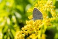 Insects like the bee fly, a bee and a holly blue butterfly on the flowers of the yellow gardenplant goldenrod  Solidago virgaurea Royalty Free Stock Photo