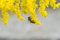 Insects like the bee fly, a bee and a holly blue butterfly on the flowers of the yellow gardenplant goldenrod  Solidago virgaurea Royalty Free Stock Photo
