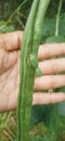 Insects on long beans behind hands.