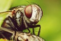 Insects Royalty Free Stock Photo