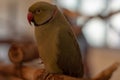 Parrot Royalty Free Stock Photo